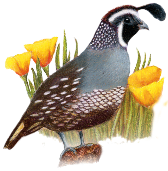 california-state-bird-and-flower-valley-quail-lophortyx-californicaa